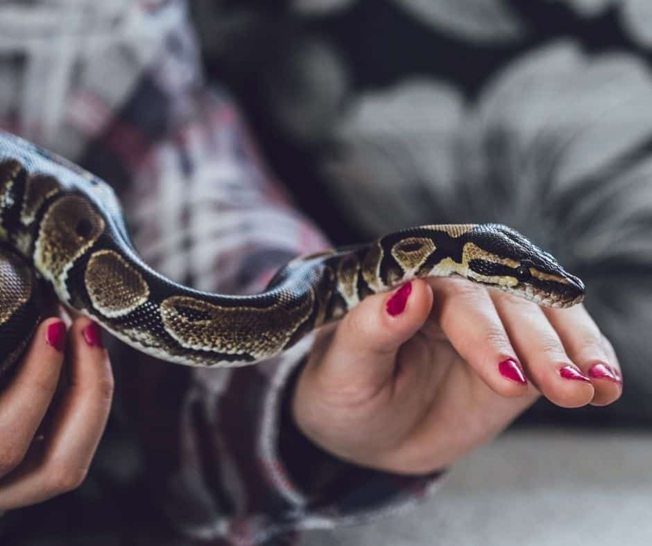 Are Snakes Good Pets?