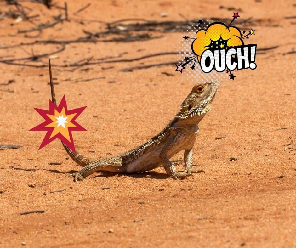 Lizard saying ouch