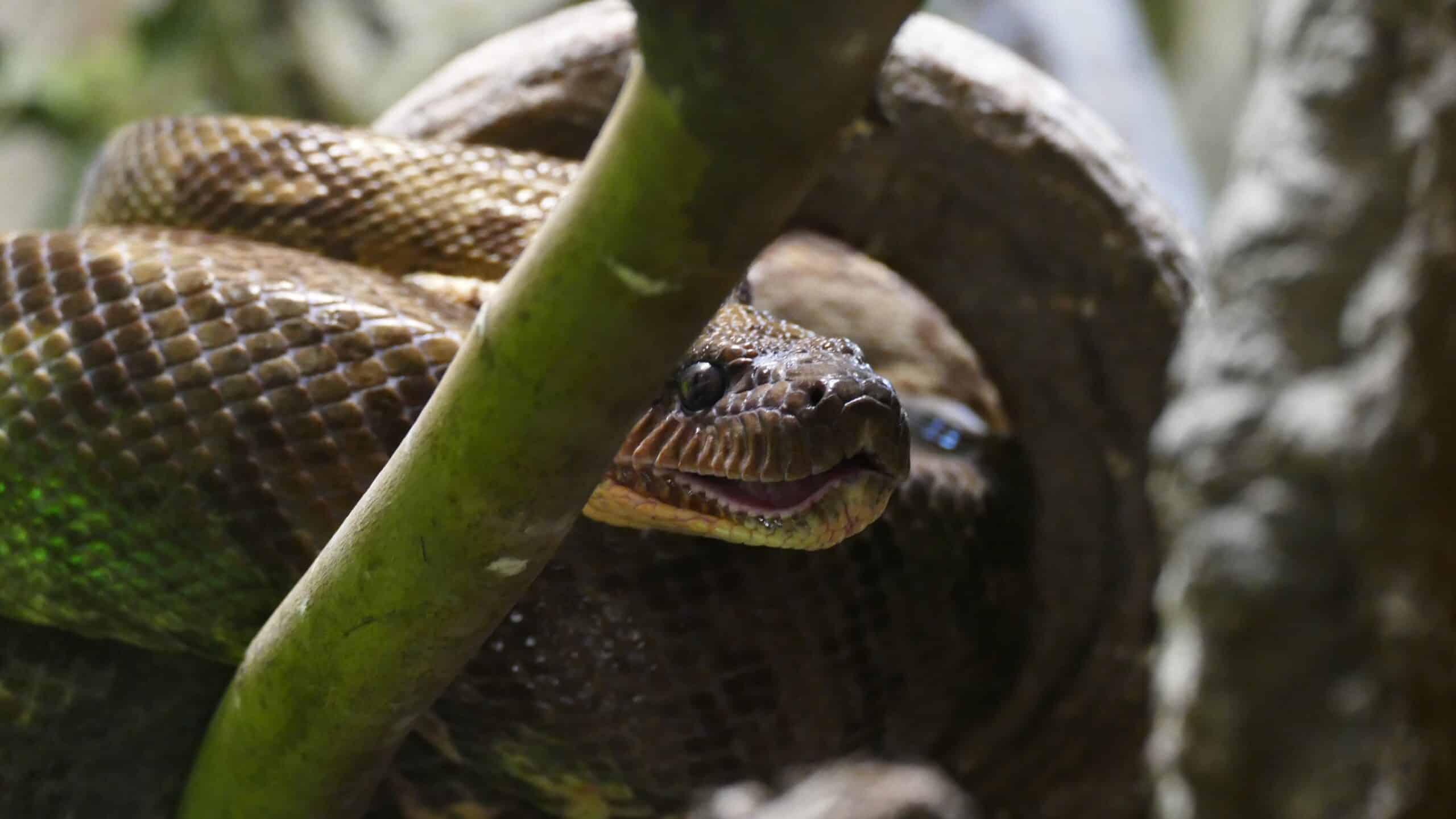 Can snakes climb trees?