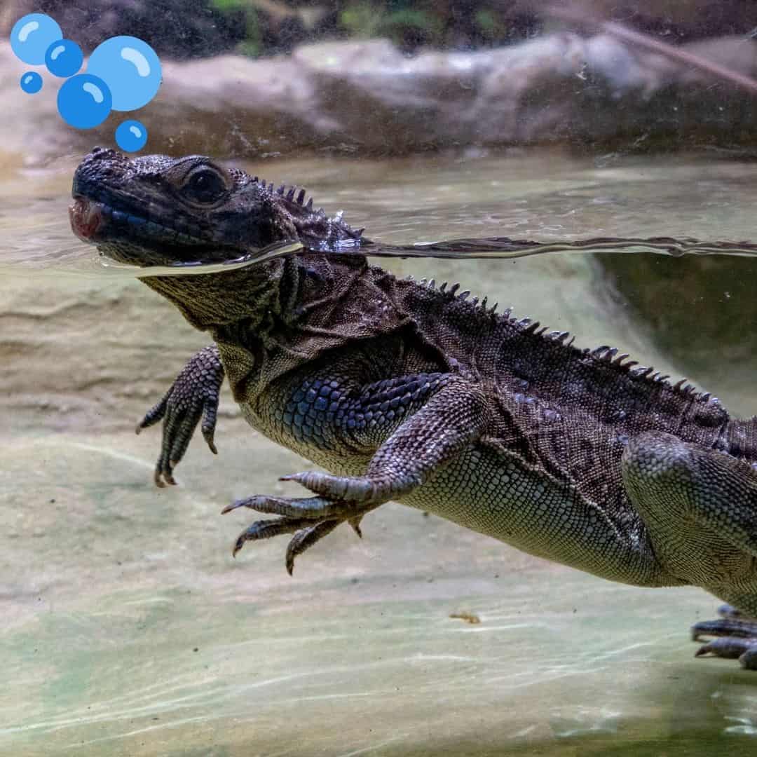 lizard in water