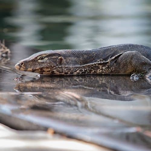 lizard in water