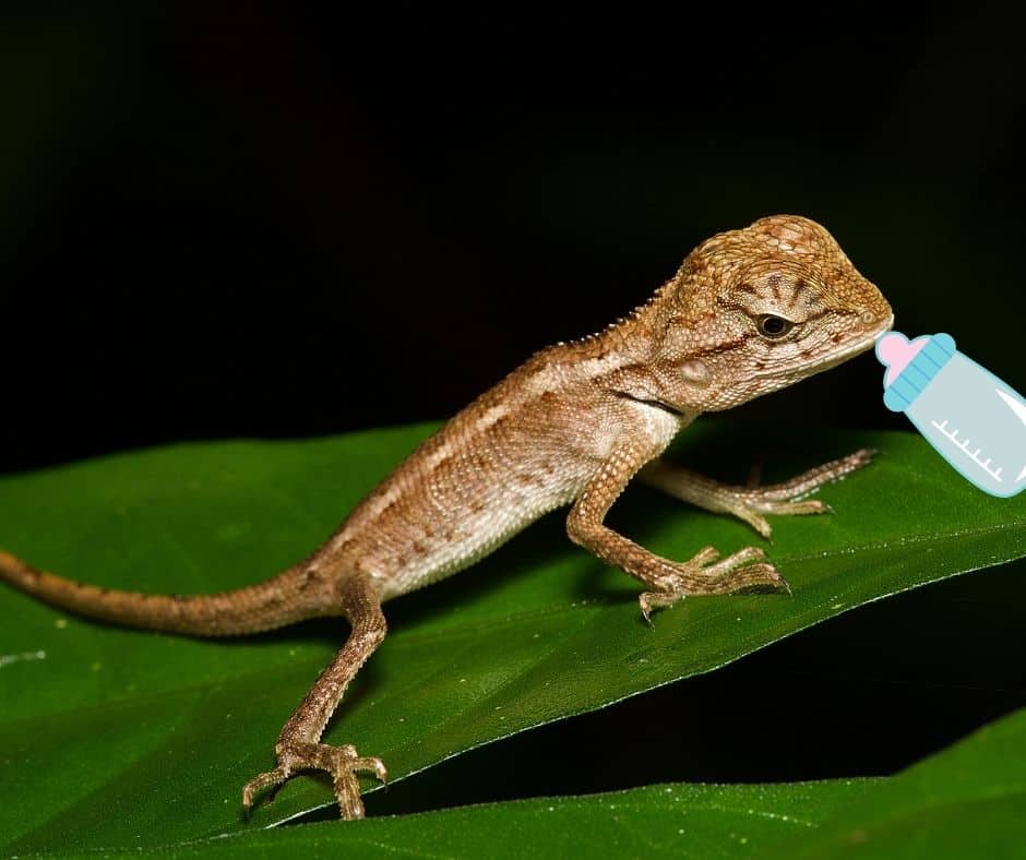baby lizard with bottle