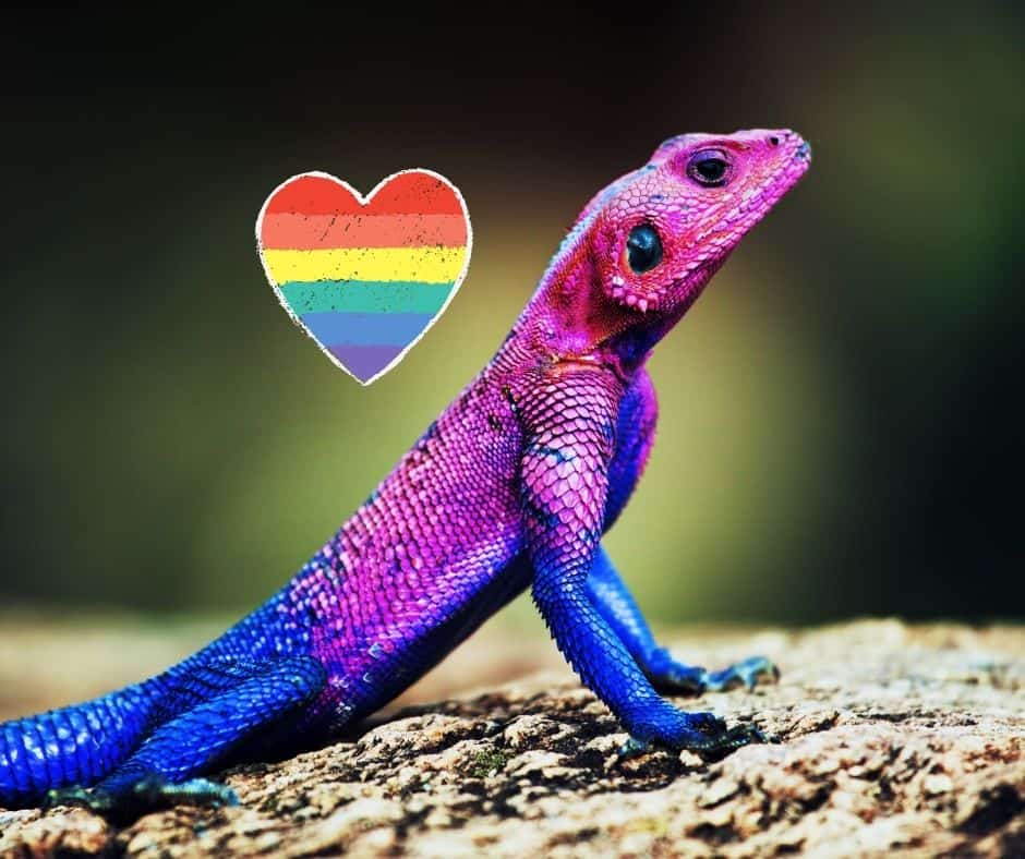 What lizards change colors?