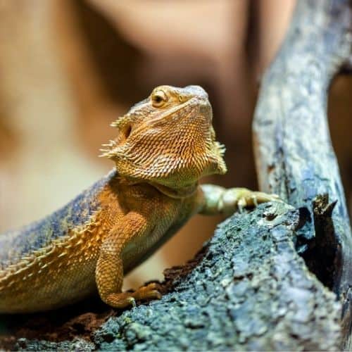 bearded dragon posing