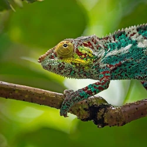 Chameleon on a branch