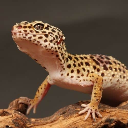 leopard gecko