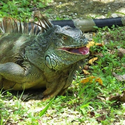 iguana with open mouth