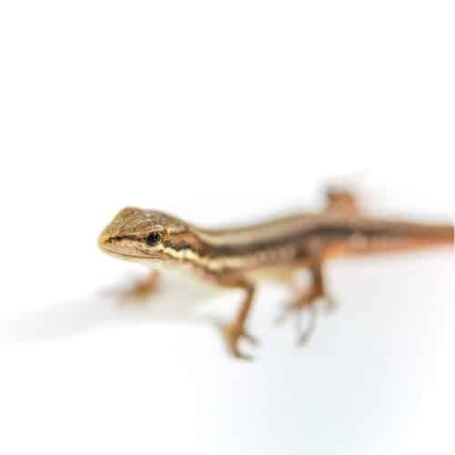 small lizard