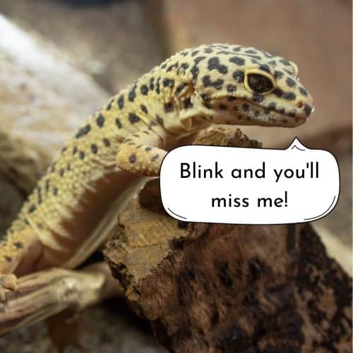 sassy gecko