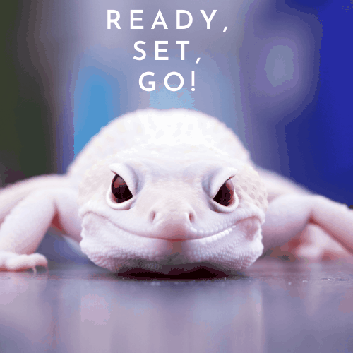 Gecko getting ready to run
