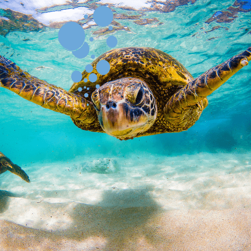 Turtle swimming