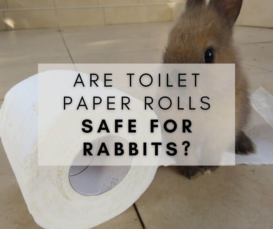 Are Toilet Paper Rolls Safe for Rabbits