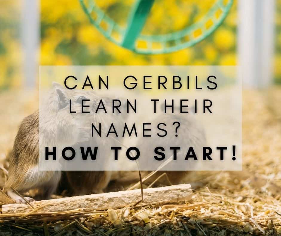 Can Gerbils Learn their Names: How to Start!