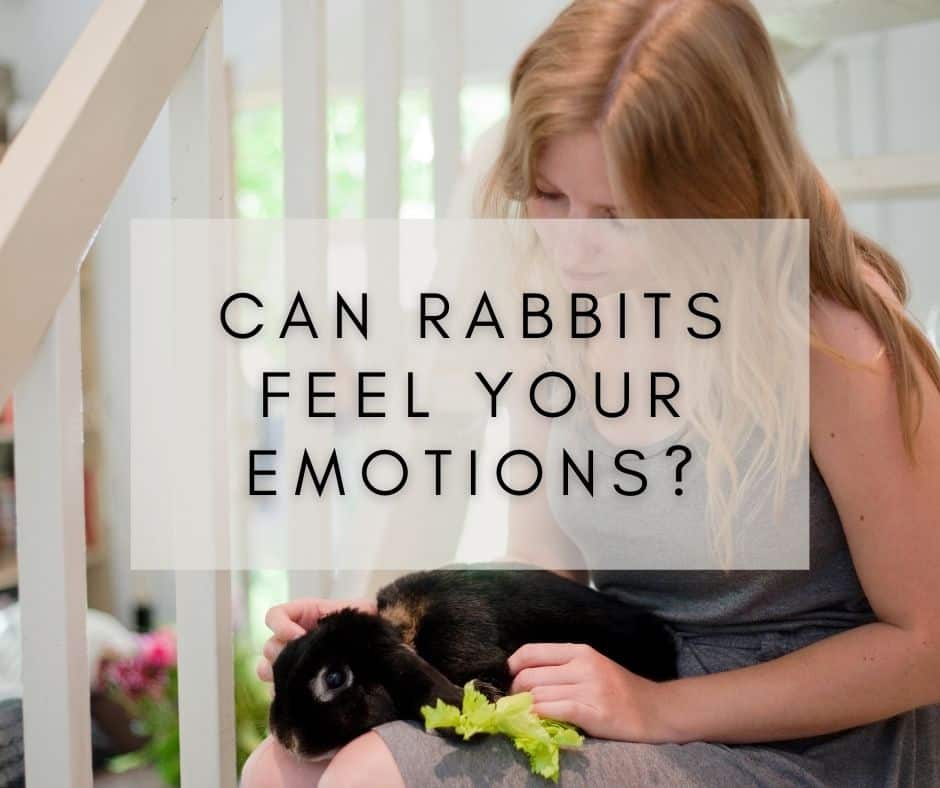 Can Rabbits Feel Your Emotions?