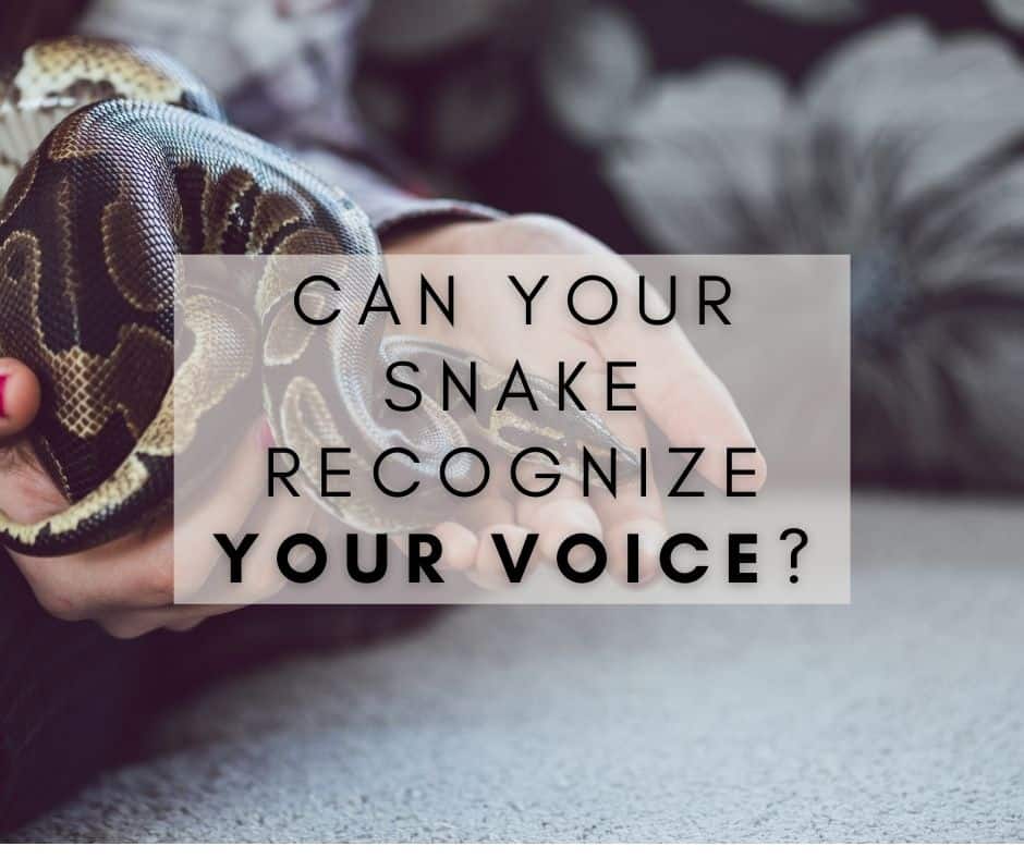 Can your snake recognize your voice?