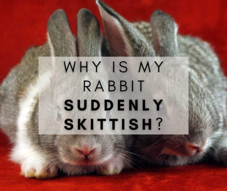 Why is My Rabbit Suddenly Skittish? And How to Approach It