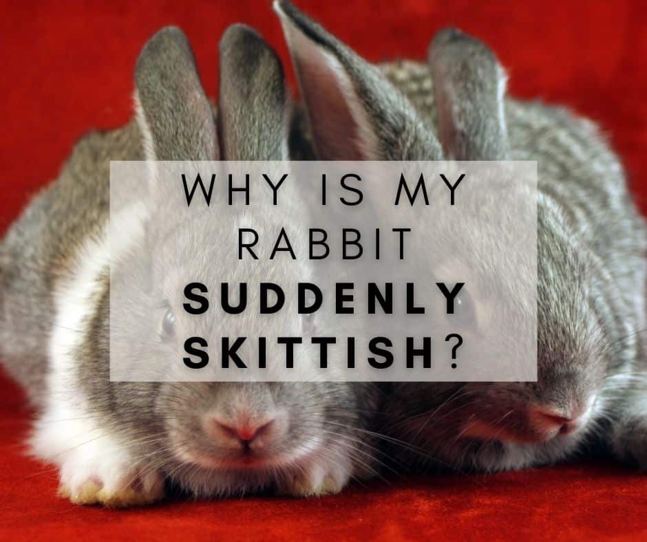 Why is My Rabbit Suddenly Skittish? And How to Approach It
