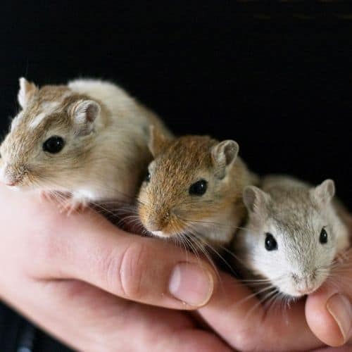 gerbils in hand