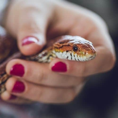 pet snake holding