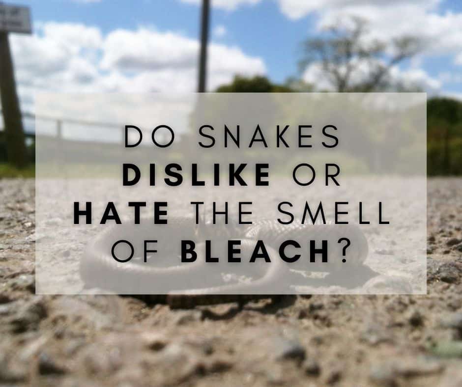 Do Snakes Dislike The Smell Of Bleach?