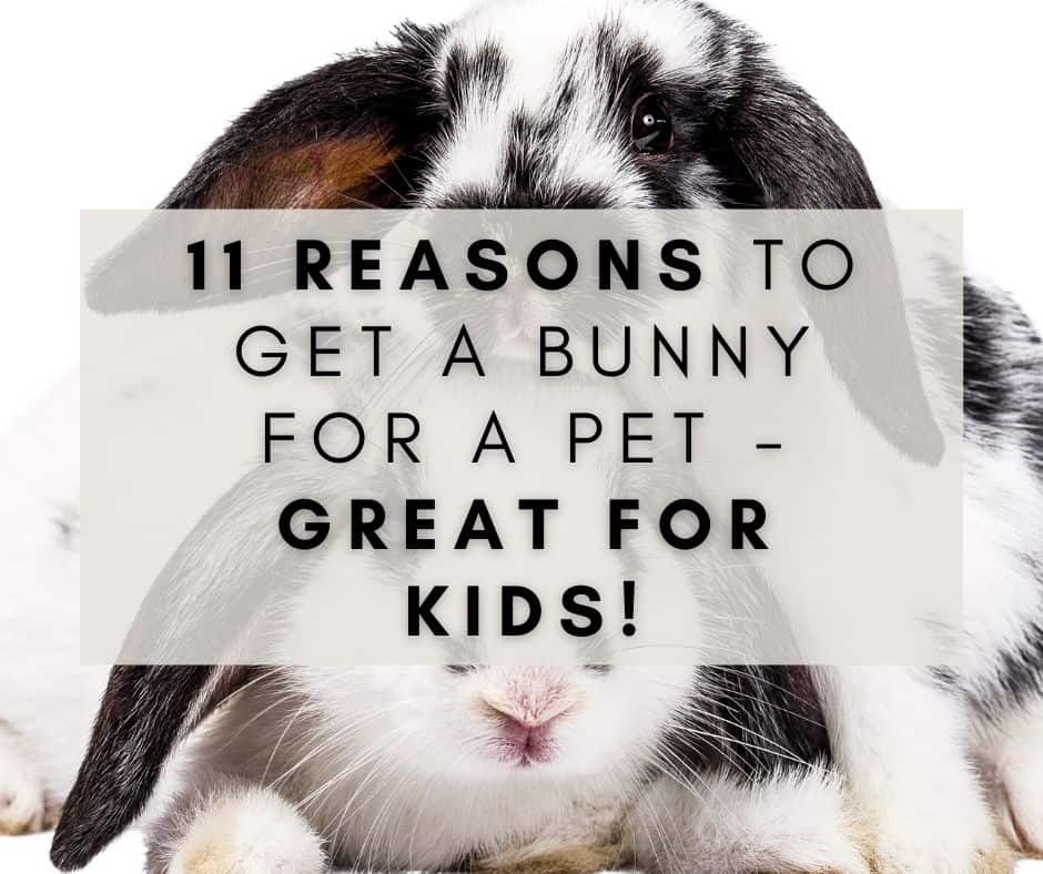 11 Reasons to Get a Bunny for a Pet