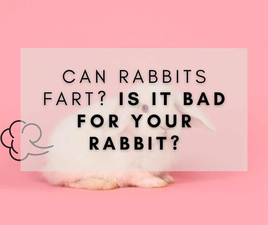 Can Rabbits Fart? Is It Bad For Your Rabbit?