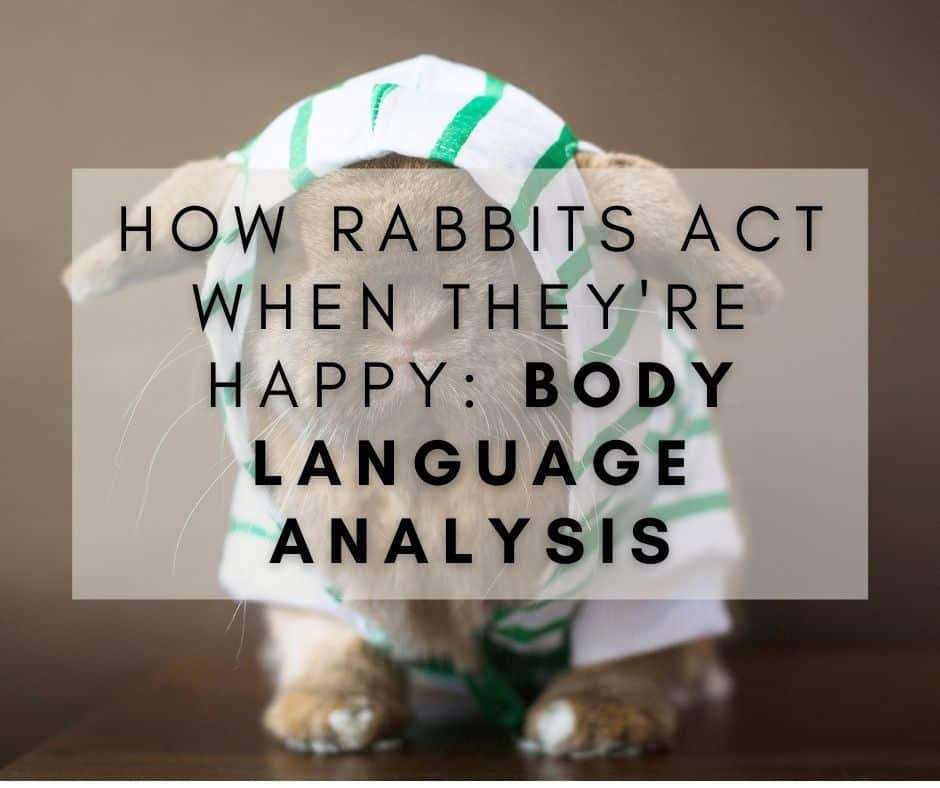 How Rabbits Act When They're Happy Body Language Analysis