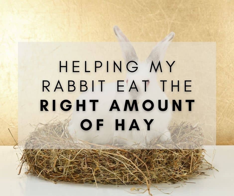 How much hay does a rabbit eat per month