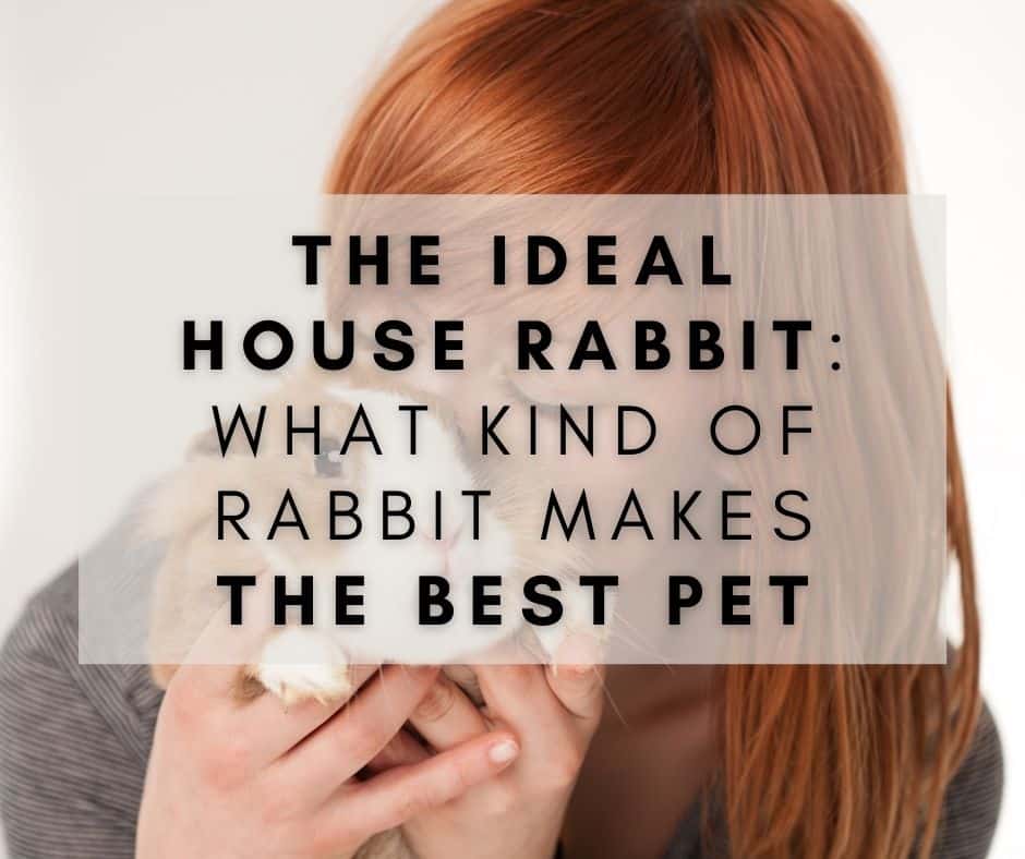 The Ideal House Rabbit: What Kind of Rabbit Makes the Best Pet