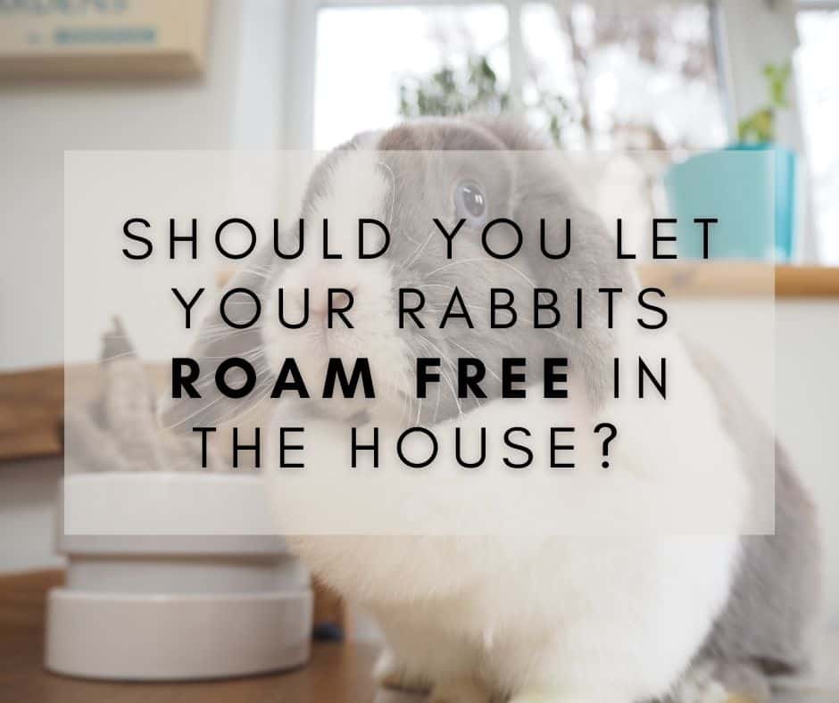 Free-Roaming Rabbits: The Pros and Cons of Letting Them Loose in Your Home