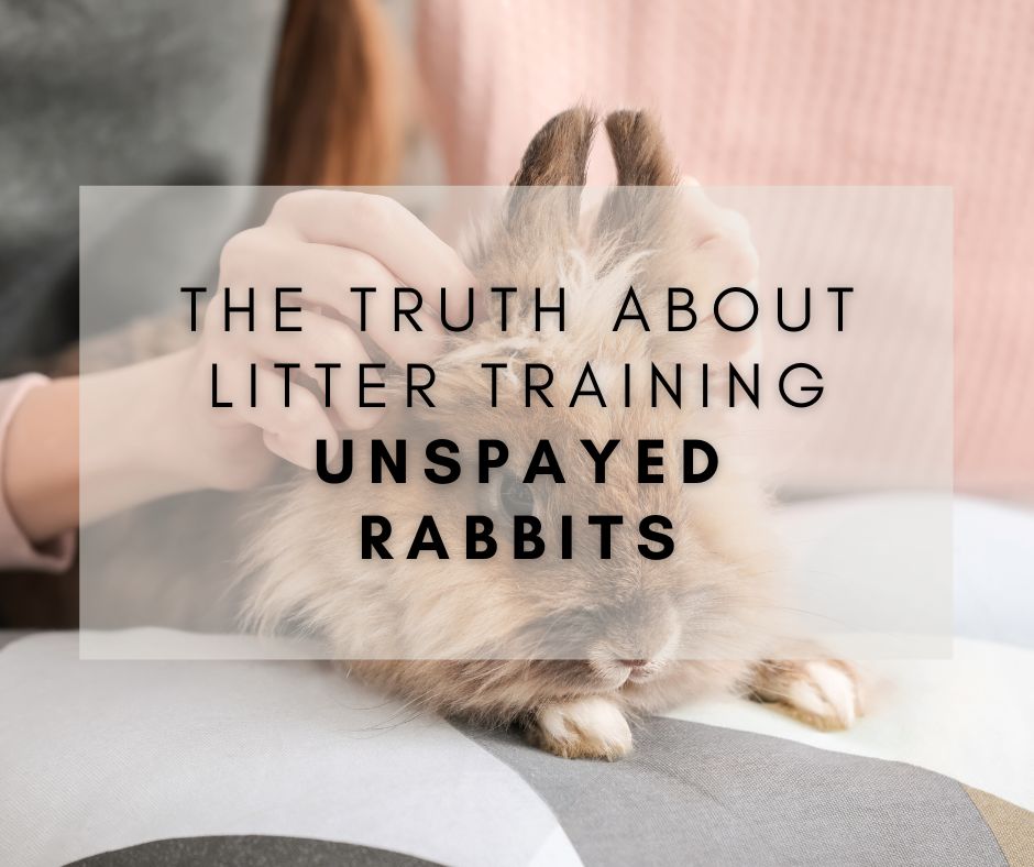 The Truth About Litter Training Unspayed Rabbits