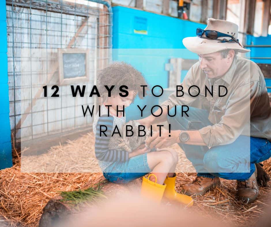 12 Ways to Bond with Your Rabbit!
