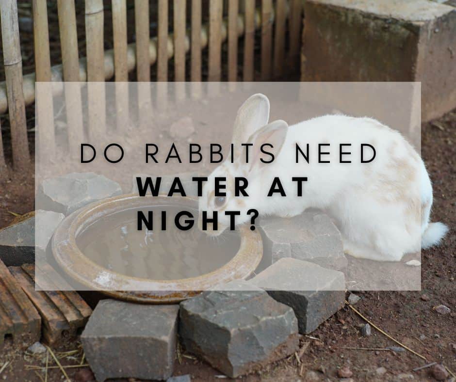 Do Rabbits Need Water at Night?