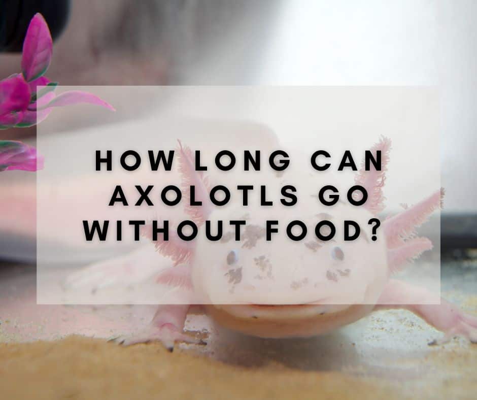How Long Can Axolotls Go without Food? Read This!