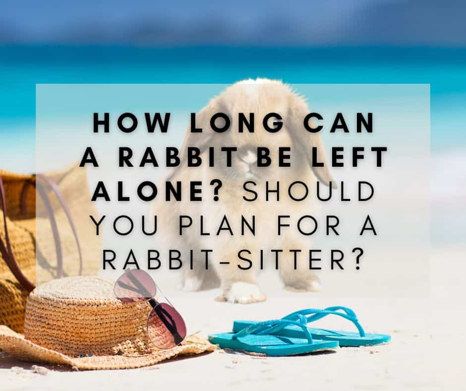 How Long Can a Rabbit Be Left Alone? Should You Plan for A Rabbit-Sitter?