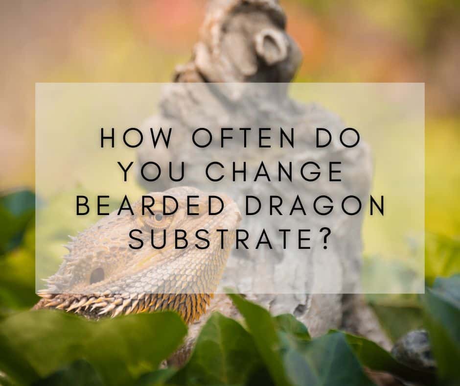 How Often Do You Change Bearded Dragon Substrate