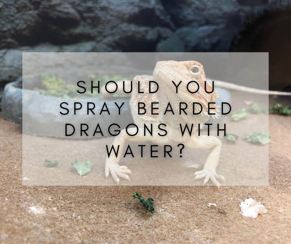 Should You Spray Bearded Dragons with Water?