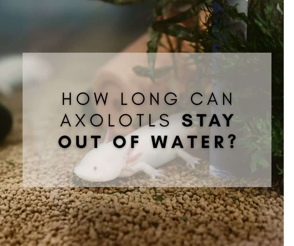 How long can axolotls stay out of water