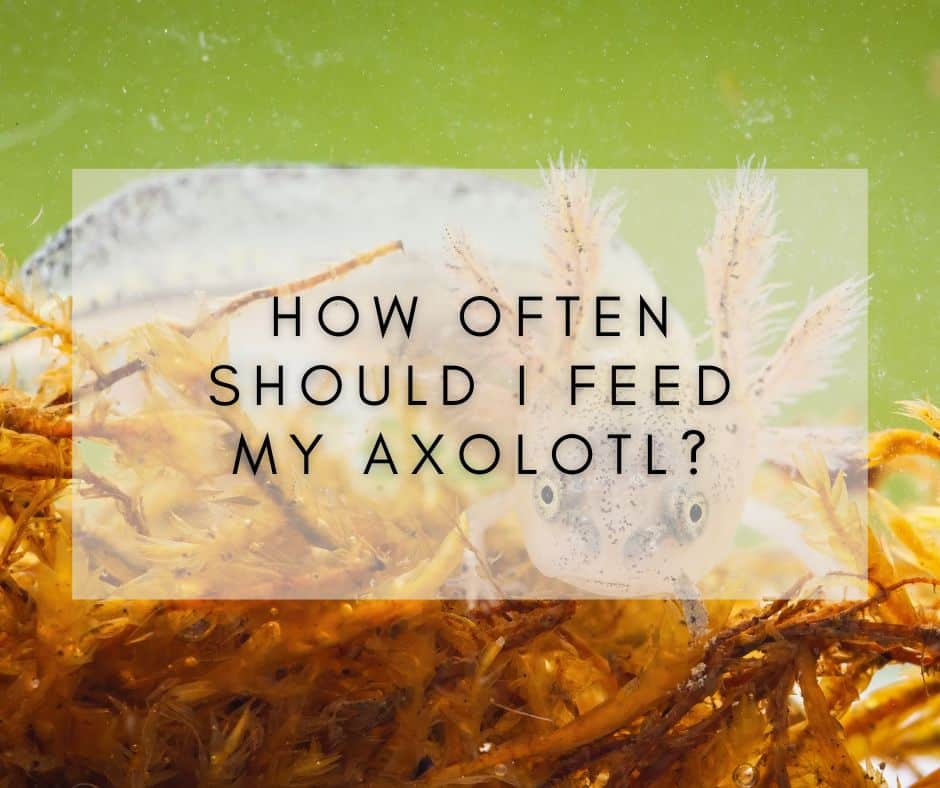 How often should I feed my axolotl