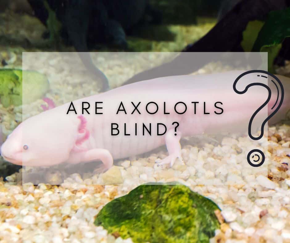 Are Axolotls Blind? How To Know?