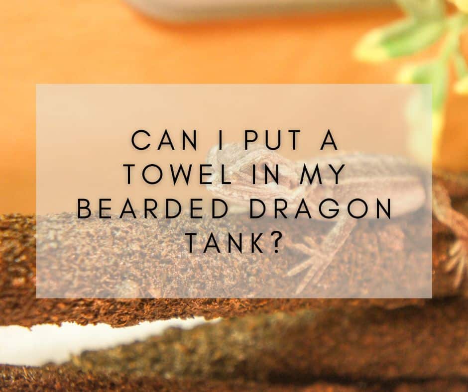 Can I Put a Towel in My Bearded Dragon Tank?