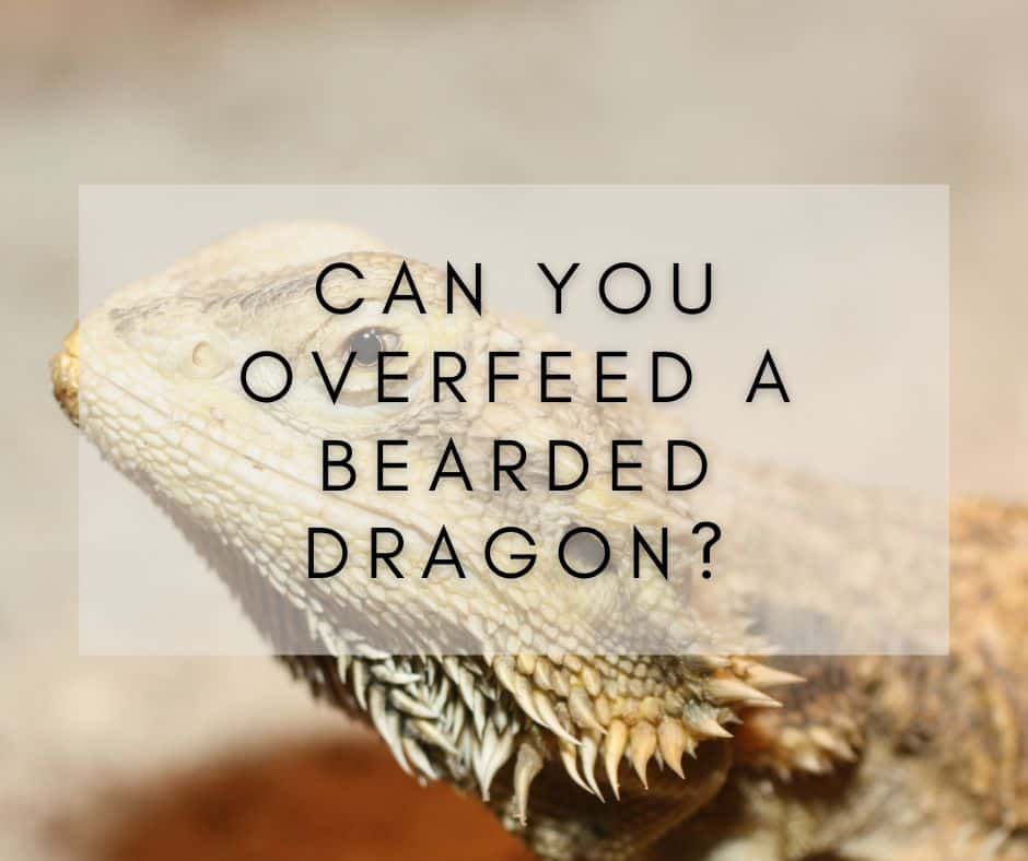 Can You Overfeed a Bearded Dragon? Signs to Look For!