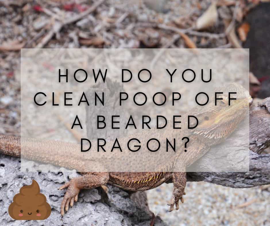 How do you clean poop off a bearded dragon?