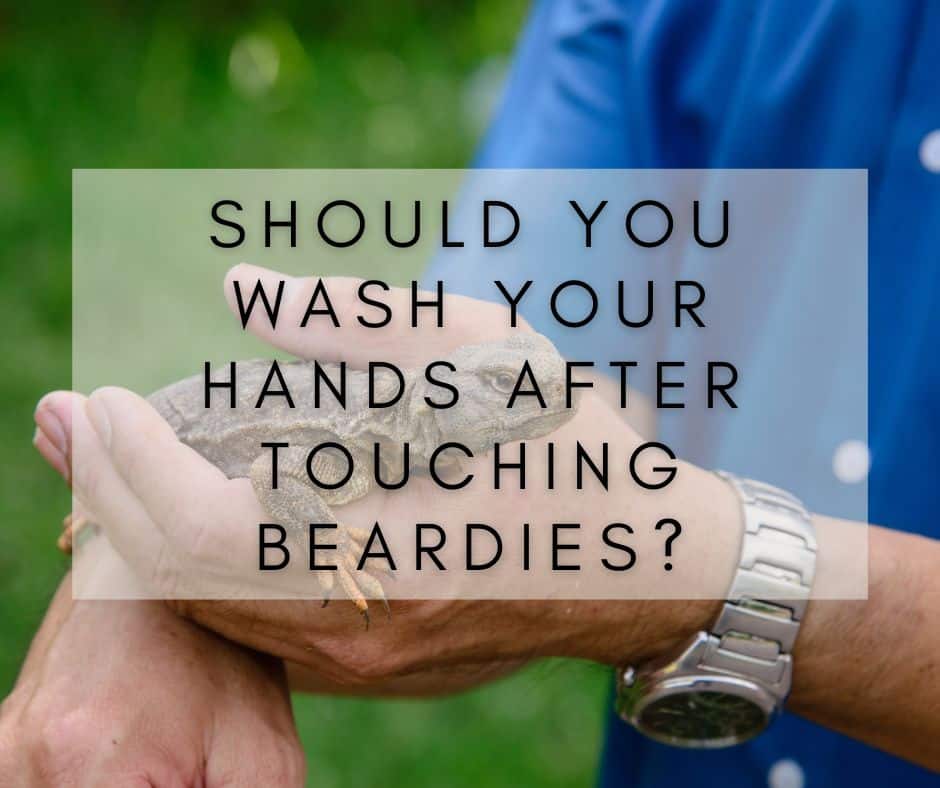 Should You Wash Your Hands After Touching Bearded Dragons?