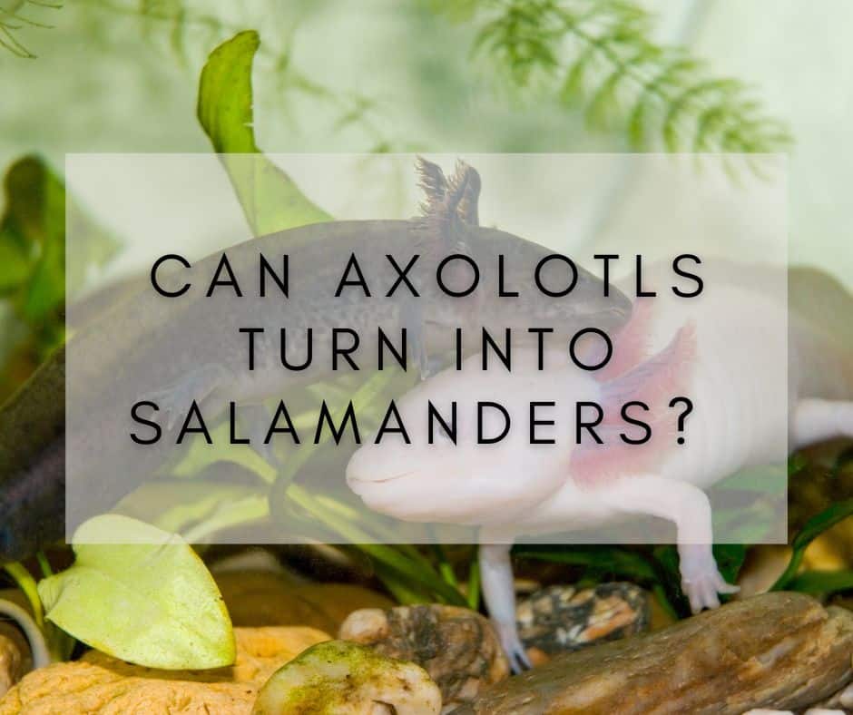 Can Axolotls Turn Into Salamanders? Risks Involved