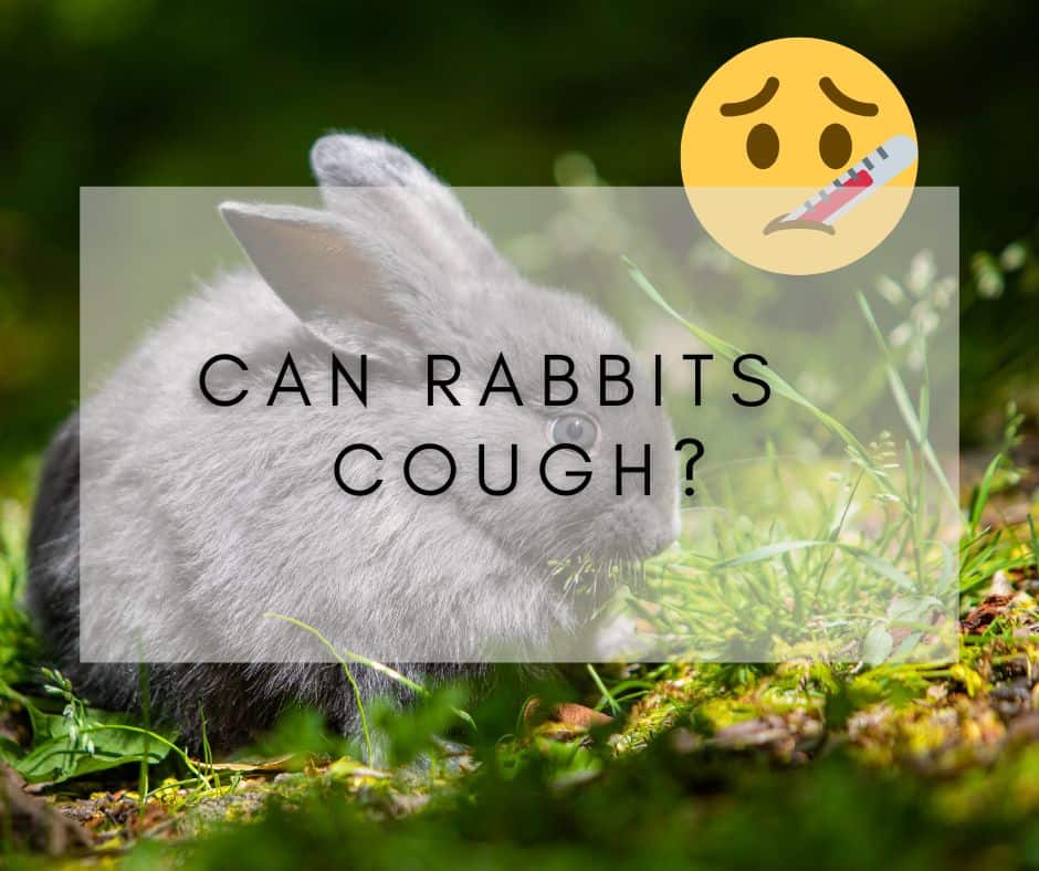 Can Rabbits Cough?
