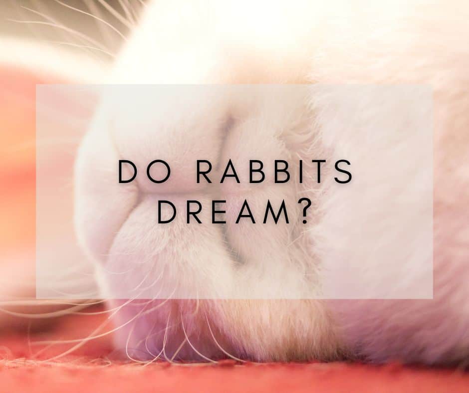 Do Rabbits Dream? Unveiling the Mystery Behind a Rabbit’s Slumber