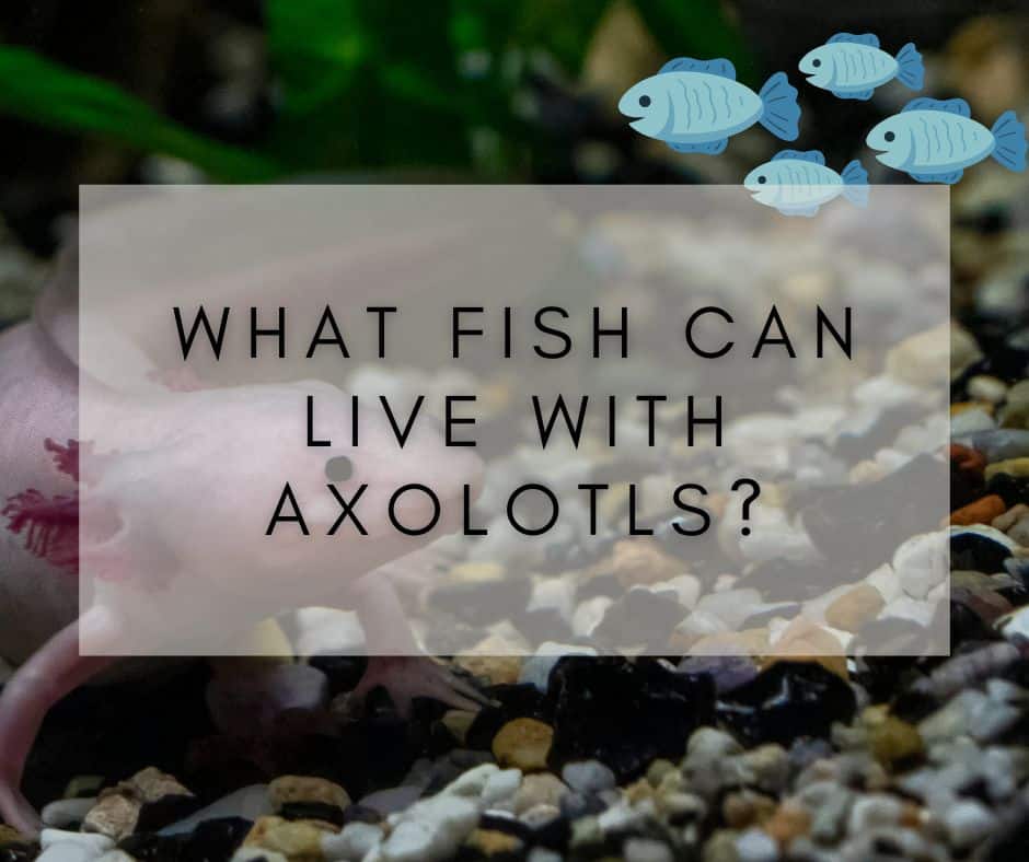 What fish can live with axolotls