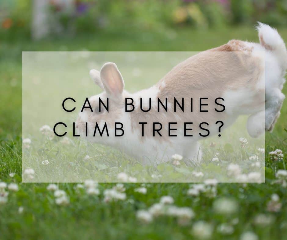 Can Rabbits Climb Trees? The Great Debate Solved!