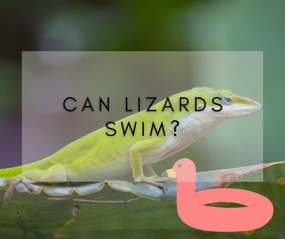 Can Lizards Swim? Find Out the Surprising Facts About This Reptile’s Skills